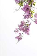 Branches with pink flowers blossoming with white background