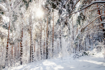 Winter bright sun air white frozen pine trees forest taiga in snow