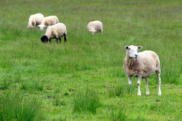 Obraz na płótnie Canvas herd of sheeps on green meadow