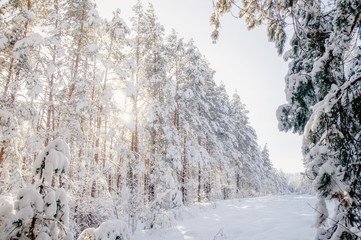 Fototapeta na wymiar Winter bright air white frozen pine trees forest taiga in snow Altai Mountains, Siberia, Russia