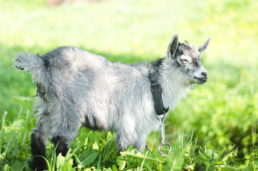 Goat grazing on a meadow pasture