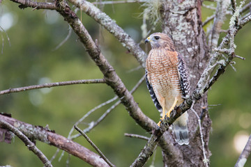 Red-Shouldered Hawk perched in a tree in central Florida.