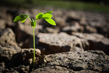 Little green plant in crack dry ground