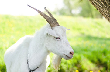 Obraz premium White goat grazing on a pasture, meadow, field, eats grass, gives milk