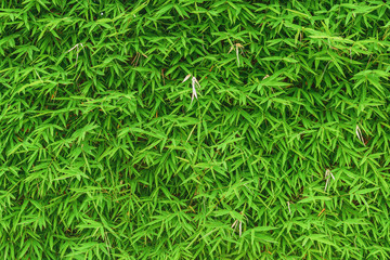 bamboo leaves background