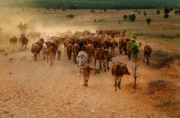 Fototapeta na wymiar livestock at Vietnam, cowboy herd cows on meadow