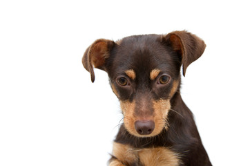 Portrait of one small light and dark brown puppy looking directly at viewer with sad eyes. White background