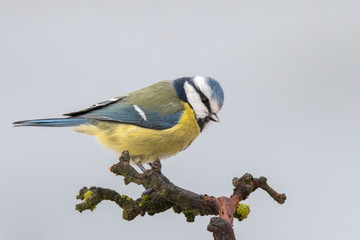 Obraz premium Blaumeise (Cyanistes caeruleus)