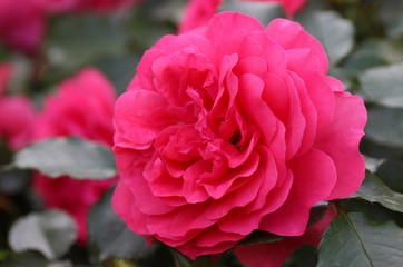 Obraz premium Pink climbing rose 