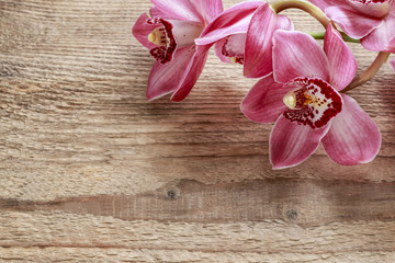 Beautiful pink orchid flowers on wood