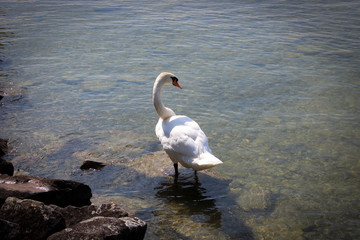 Amazing white and grey swans of Rapperswil, Switzerland