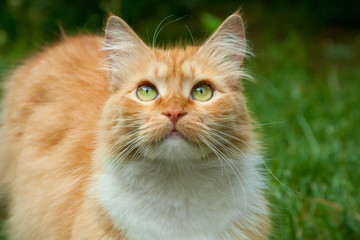 Naklejka na ściany i meble spring ginger cat with green eyes looking up