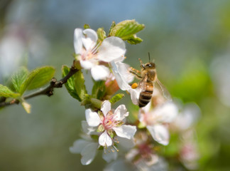 bee on spring color