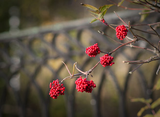 Elderberries on a branch.