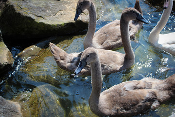 Amazing white and grey swans of Rapperswil, Switzerland