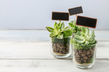 Lovely presents for wedding guests with succulent plants in glas