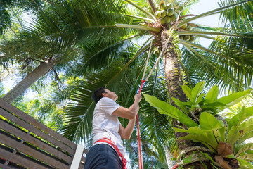 Man climbing coconut palm tree.  Male farmer hands holding safety rope while looking up at  bunch of green coconut.