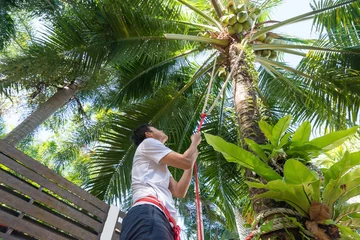 Papier Peint photo Palmier Man climbing coconut palm tree.  Male farmer hands holding safety rope while looking up at  bunch of green coconut.