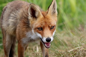 Obraz premium Defiant male European Red fox (Vulpes vulpes) in close-up, facing the camera.