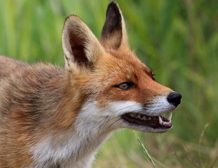 Naklejka na ściany i meble Male European Red fox (Vulpes vulpes) in close-up