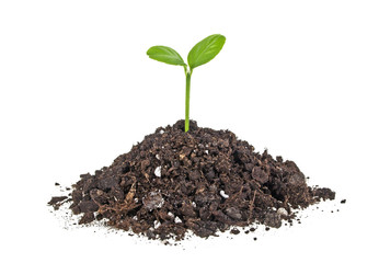 Young plant with humus isolated on white background
