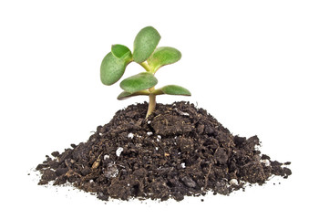Young plant with humus isolated on white background