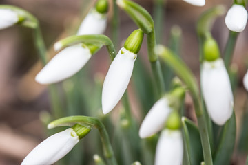 snowdrop