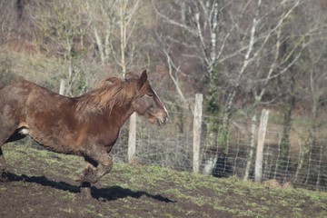 regard de cheval