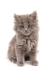 gray kitten