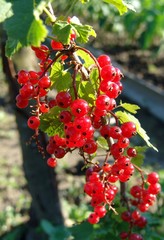 Sparkling in summer sun bunch ripe juicy red currant berries, hanging from branch. Background is blurred