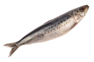 Herring on a white background