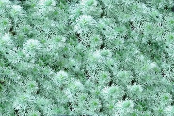 Floral decorative carpet of moss, background