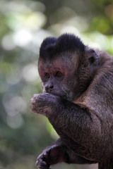 Fototapeta premium Haubenkapuziner (Cebus apella) frisst Früchte.