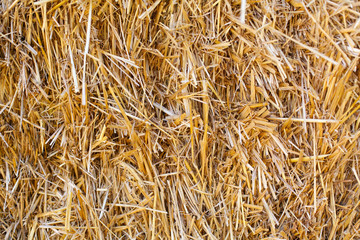 Dried hay
