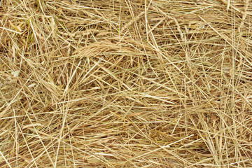 Background and texture. Dry brown hay. Copy space