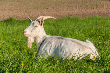 adult goat has peacefully a rest lying on a green meadow on a leash