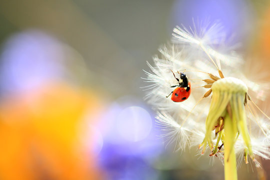 Ladybug looking parachute