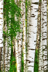 Obraz premium lato w słonecznym lesie brzozowym