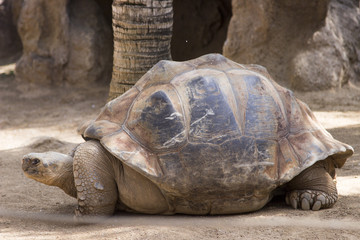 big turtle