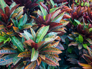 Colorful Croton Leaves Background © Kwangmoozaa
