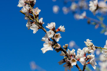 Blossoming almond white pink flowers at springtime