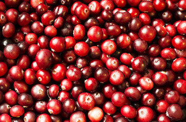 many ripe berries of cranberry on the surface highlights