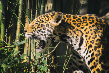 Image of a jaguar on nature background. Wild Animals.