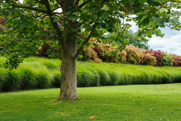 Fototapeta na wymiar Summer trees and lawn gardening