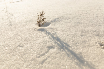 lonely tree snow dunes in a field