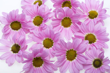 Close up of the pink chrysanthemum flowers