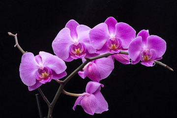Naklejka na ściany i meble Pink streaked orchid flower, isolated on black background