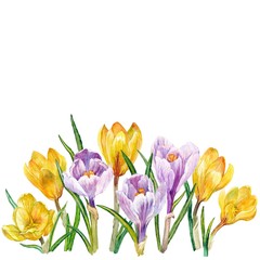 The meadow with flowers crocuses. Watercolor.