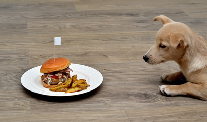 puppy dog fastidious looking at and hypnotizes tasty hamburger