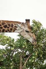 Giraffe in Südafrika
